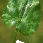 Pétiole