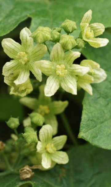 Fleurs à 5 pétales soudés, blanc jaunâtre veiné de vert. Fleurs mâles larges de 10 – 18 mm.