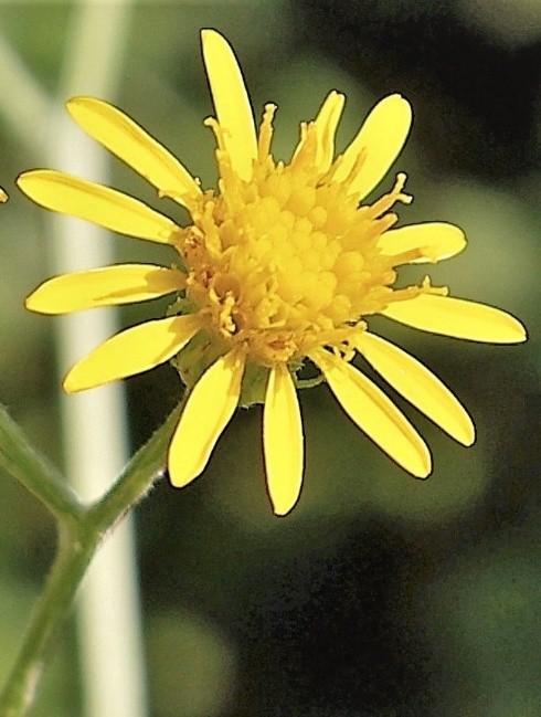 Capitule large de 12 – 15 mm, à fleurs tubulées et ligulées jaunes.