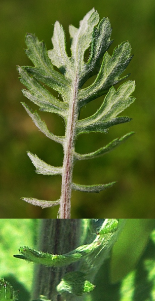 Feuilles pubescentes à la face inférieure, profondément découpées, à segments étroits, les inférieurs en forme d’oreillettes (en bas).
