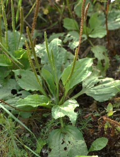 Plantain majeur