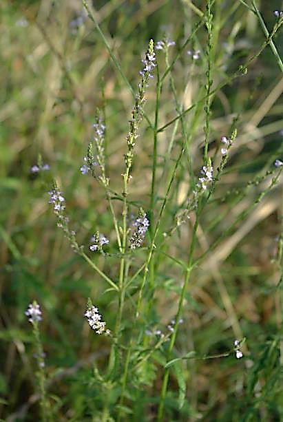 Verveine officinale