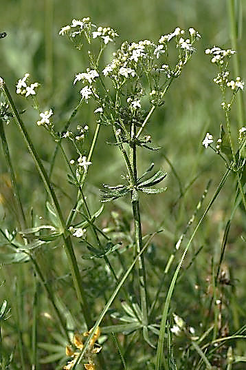 Gaillet blanc