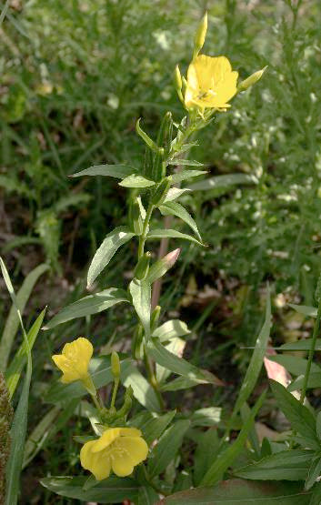 Onagre bisannuelle