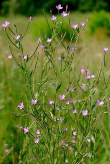 Épilobe cilié