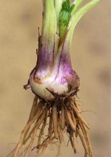 Souche plus ou moins renflée en bulbe sphérique (d'où le nom d'espèce). Nombreuses racines en faisceau, fibreuses.