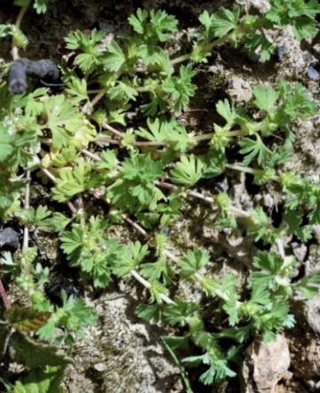 Plante velue, souvent divisée dès la base.