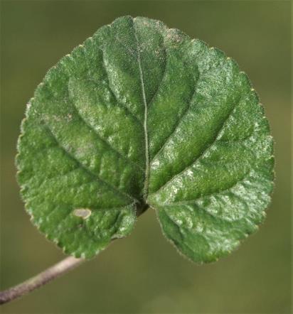 Feuille arrondie, crénelée, cordée. Pétiole à poils dirigés vers le bas.