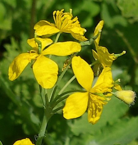 Inflorescence : cyme en forme d'ombelle de 2 - 8 fleurs à pédoncules inégaux.