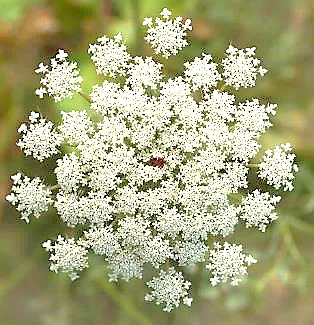 Inflorescence : ombelle d'ombellules, à 20 - 40 rayons. Fleurs périphériques un peu plus grandes.