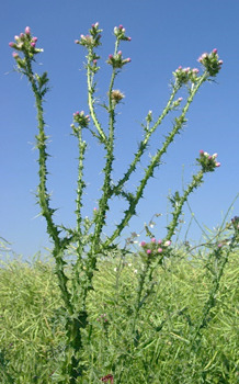 Chardon à petites fleurs