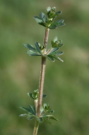 Tige robuste, quadrangulaire. Feuilles en verticilles par 6 - 8, épaisses, un peu coriaces.