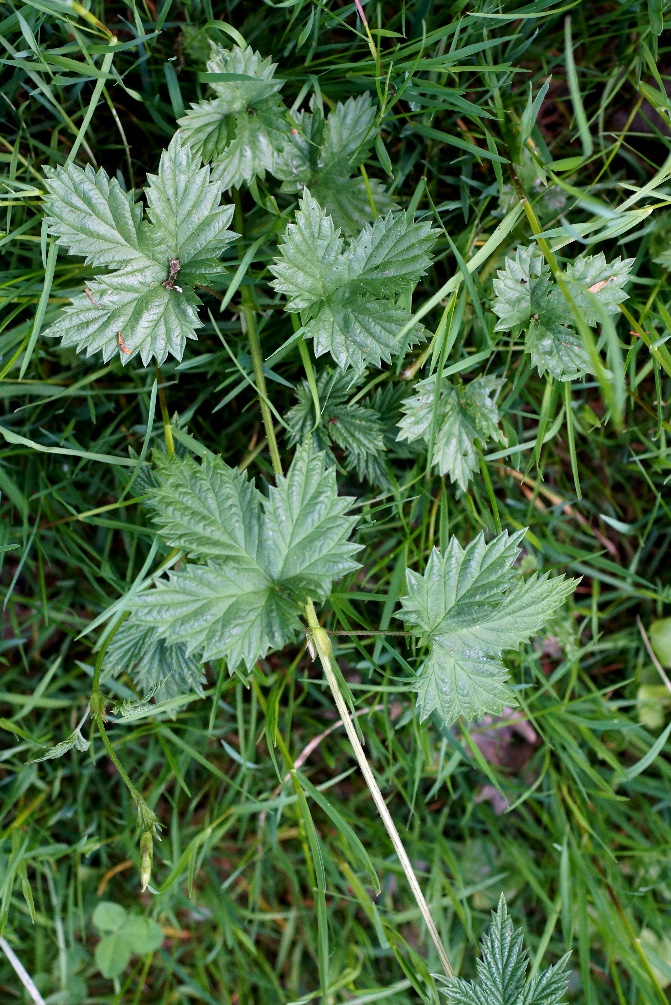 Feuilles opposées, palmées, à 3 - 5 lobes.