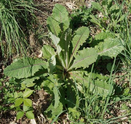 Rosette de feuilles basales entières, parfois découpées.