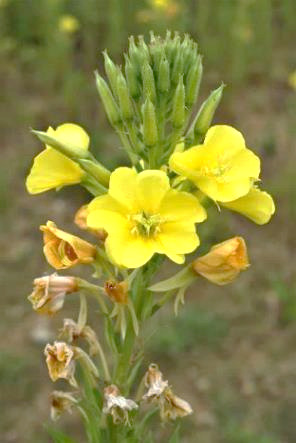 Inflorescence : grappe, en forme d'épi.