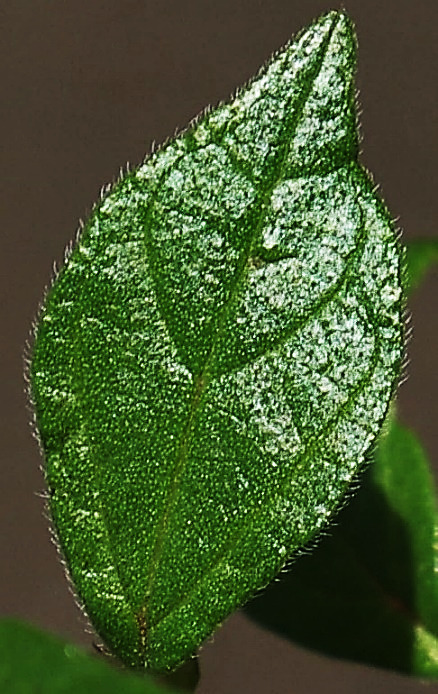 Poils blancs hirsutes sur les feuilles, surtout à la face inférieure.