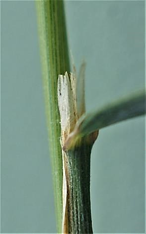 Ligule membraneuse, longue de 2 - 4 mm, obtuse ou tronquée-dentée.