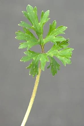 Feuille à 3 divisions, la médiane à pétiole.