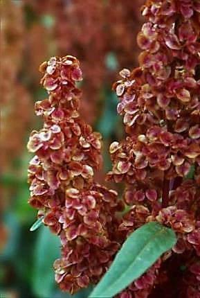 Inflorescence : panicule, étroite, très dense, à rameaux allongés-dressés. © Jean GUITTET