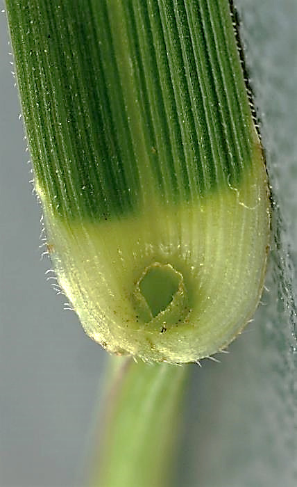 Feuille large (3 - 12 mm), striée à la face supérieure, à bords scabres. Ligule courte (0,5 - 1 mm), tronquée. Oreillettes ciliées.