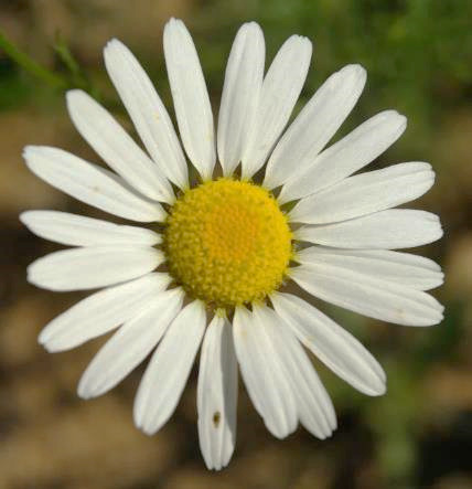 Inflorescence : capitule, isolé, terminal, assez grand (Ø 25 - 50 mm), à fleurs périphériques ligulées blanches et fleurs centrales tubulées jaune vif.