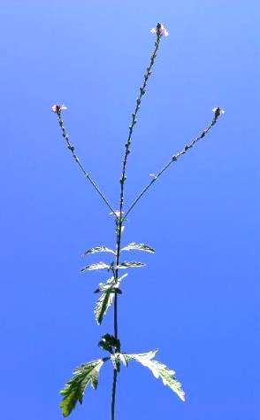 Inflorescence : panicule d'épis grêles, terminale.