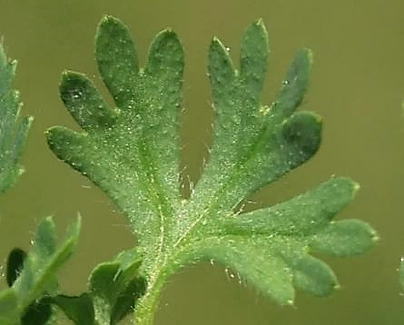 Feuille à 3 lobes, chacun redivisé en 3 - 5 lobes.