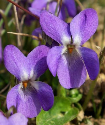 Fleurs isolées directement issues de la souche, très odorantes (d'où le nom d'espèce), violettes (parfois blanches).