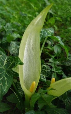 Inflorescence : spadice, enfermée dans une large spathe vert jaunâtre.