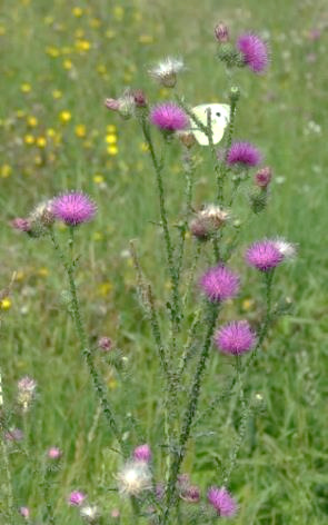 Inflorescence : corymbe  de capitules.