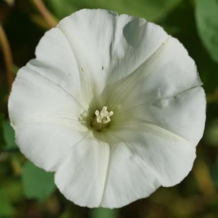 Fleur isolée, blanche, grande (Ø 50 mm), sur un long pédoncule.