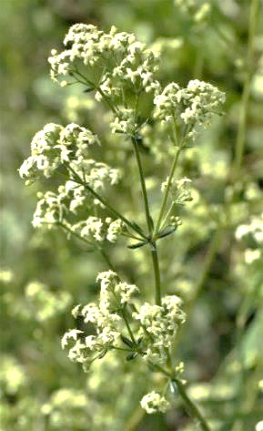 Inflorescence : panicule ovoïde.