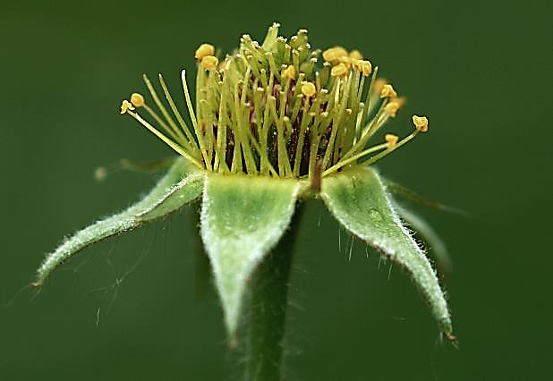 Etamines soudées aux sépales.