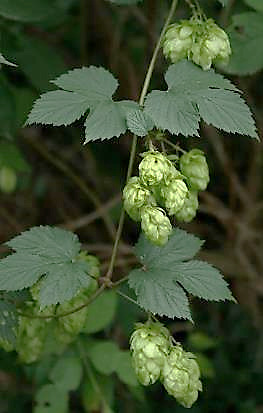 Plante dioïque. Inflorescence femelle : panicule de «cônes» ovoïdes pédonculés, pendants, à bractées ovales, imbriquées.