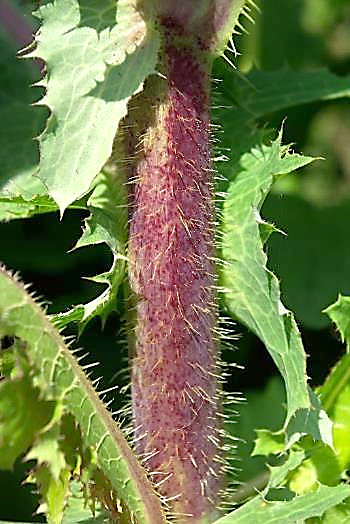 Tige à poils raides, souvent teintée de violet.