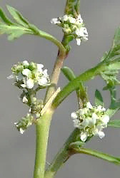 Inflorescence : grappe axillaire, courte et compacte de fleurs blanches (Ø 2 - 3 mm).