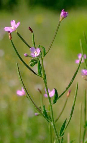 Inflorescence : grappe, lâche.