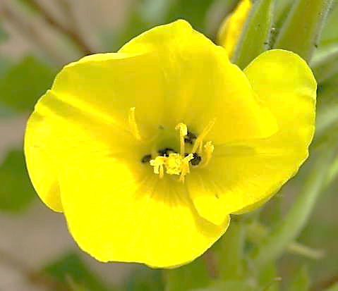 Fleur jaune très grande, pouvant atteindre 6 cm de diamètre.