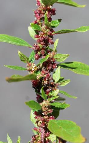 Inflorescence : glomérules axillaires, denses, composés de 3 - 10 fleurs.