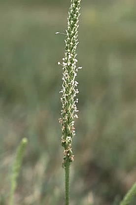 Inflorescence : épi, cylindrique étroit, à nombreuses fleurs.