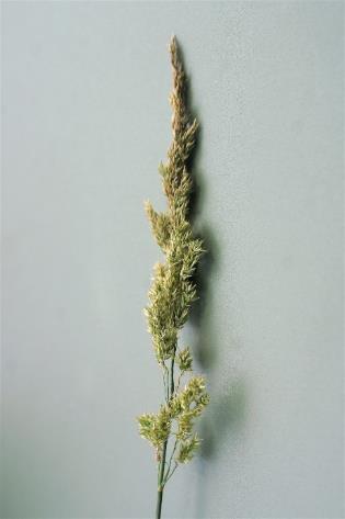 Inflorescence : panicule, à rameaux courts, étalés, garnie d'épillets sur toute la longueur.