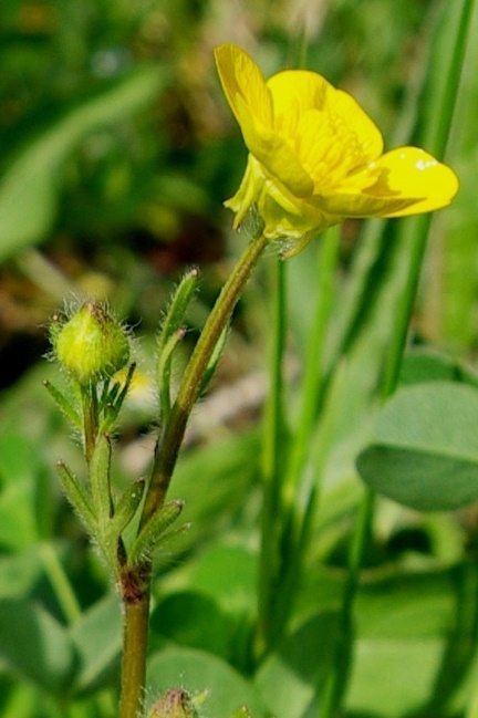 Inflorescence: cyme hélicoïde.