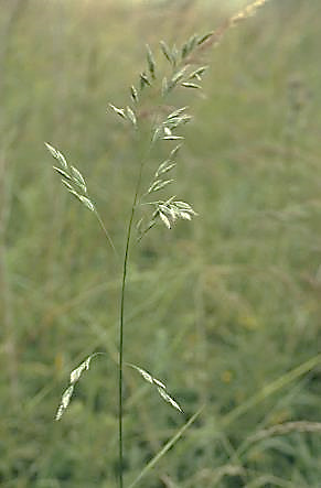 Inflorescence : panicule, étalée, longue de 15 - 50 cm. Rameaux inférieurs généralement par