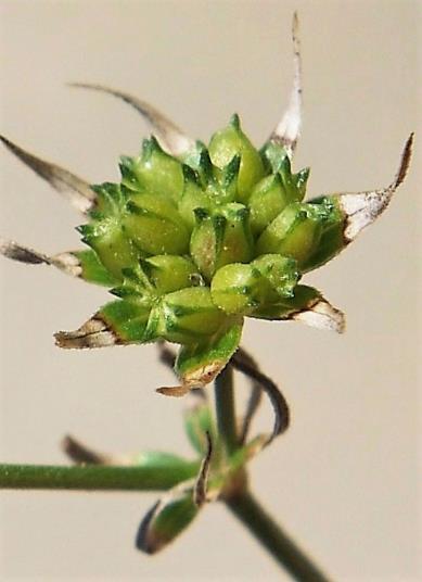 Fruits : akènes, surmontés de 3 cornes.