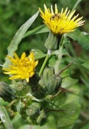 Inflorescence : corymbe lâche de capitules à fleurs toutes ligulées jaunes.