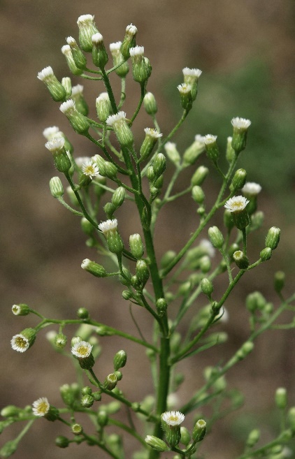 Inflorescence : panicule plus ou moins dense de capitules.