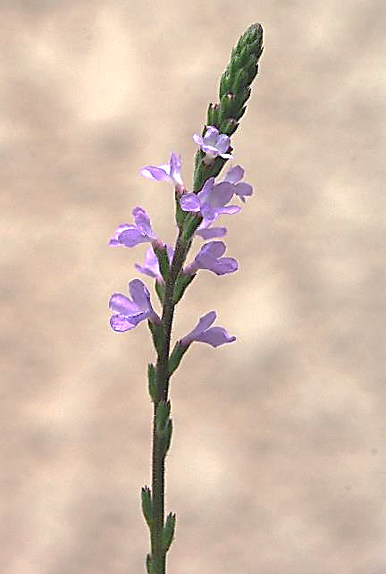 Fleurs alternes, rose lilas, à 5 lobes étalés.