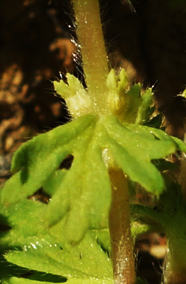 Inflorescence : glomérules axillaires. Fleurs à 4 tépales ciliés.