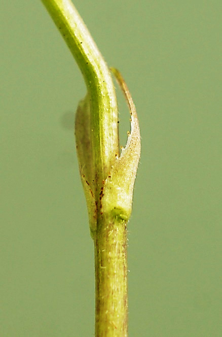 Fleur portée par un pédoncule long et muni de 2 bractées.