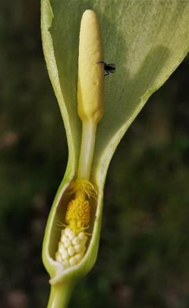 Fleurs femelles à la base et fleurs mâles réunies au sommet en une massue jaune clair.